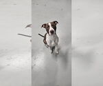 Small American Staffordshire Terrier Mix