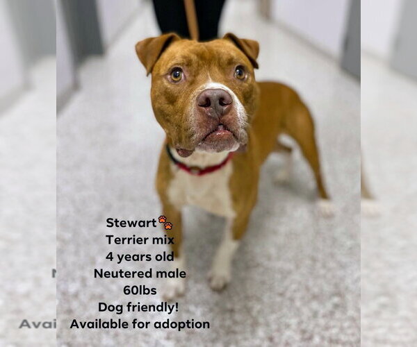 Medium Photo #3 Boxer-Unknown Mix Puppy For Sale in columbia, SC, USA