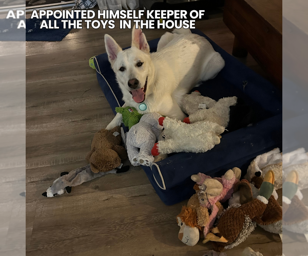 Medium Photo #7 Unknown-white german shepherd Mix Puppy For Sale in Newport Beach, CA, USA