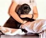 Small #1 Cane Corso