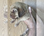 Small #2 Bloodhound