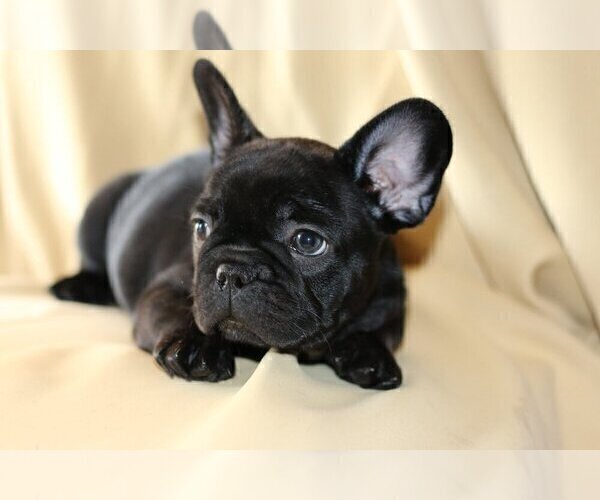 Medium Photo #4 French Bulldog Puppy For Sale in PALOS VERDES ESTATES, CA, USA