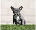 RIRI - Female French Bulldog Puppy for Sale - Small photo