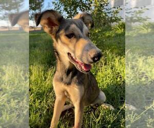 German Shepherd Dog-Labradoodle Mix Dog for Adoption in GALT, California USA