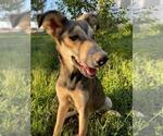 Small German Shepherd Dog-Labradoodle Mix