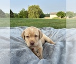 Small Photo #12 Labrador Retriever Puppy For Sale in FREDERICKSBG, OH, USA