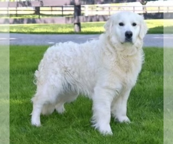 Medium Photo #1 English Cream Golden Retriever Puppy For Sale in ROCKY RIDGE, MD, USA