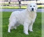 Small Photo #1 English Cream Golden Retriever Puppy For Sale in ROCKY RIDGE, MD, USA