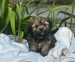 Small #1 Cava-Tzu