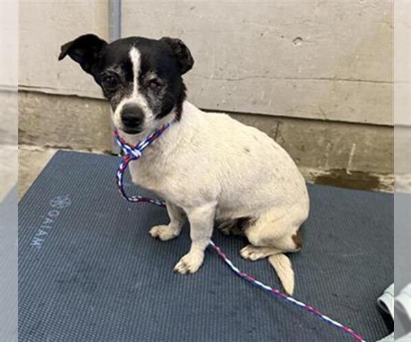 Medium Photo #1 Chihuahua Puppy For Sale in Camarillo, CA, USA