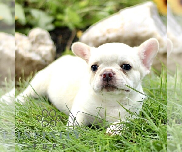 Medium Photo #3 French Bulldog Puppy For Sale in RONKS, PA, USA