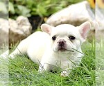 Small #2 French Bulldog