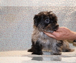 Small #34 Yorkiepoo mix (+ Poodle Toy)