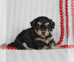 Small Photo #1 Poodle (Miniature) Puppy For Sale in GORDONVILLE, PA, USA