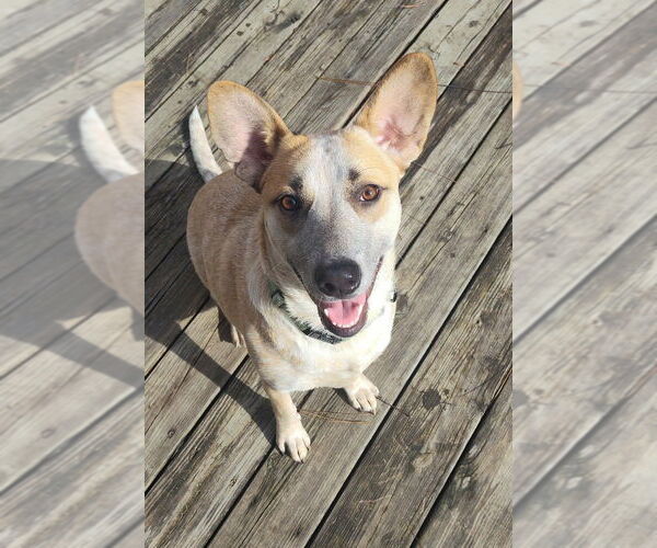 Medium Photo #1 Catahoula Leopard Dog-Unknown Mix Puppy For Sale in Boston, MA, USA