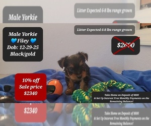 Yorkshire Terrier Puppy for sale in TUCSON, AZ, USA