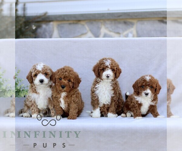 Medium Photo #2 Goldendoodle (Miniature) Puppy For Sale in EPHRATA, PA, USA