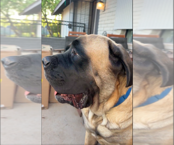 Medium Photo #2 Mutt Puppy For Sale in Goodyear, AZ, USA