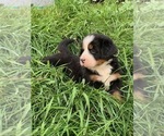 Small Photo #1 Bernese Mountain Dog Puppy For Sale in RICHFIELD SPRINGS, NY, USA