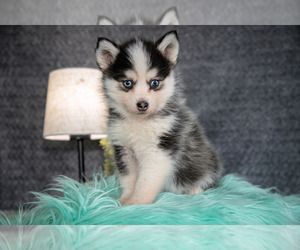 Medium Pomsky
