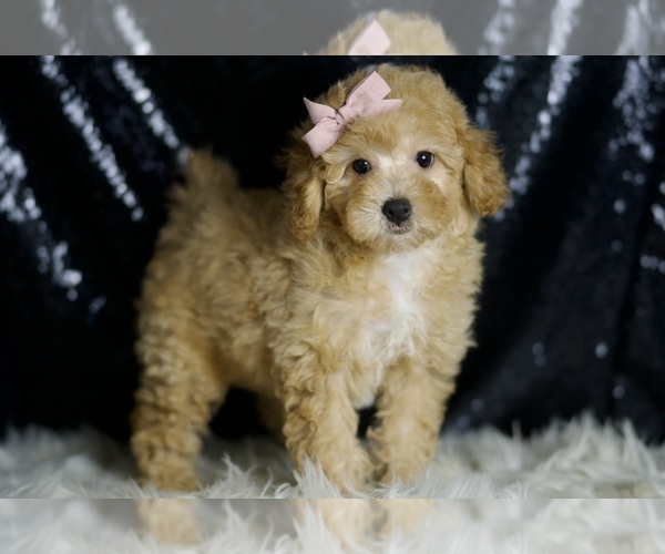 Medium Photo #92 Poodle (Toy) Puppy For Sale in WARSAW, IN, USA