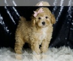 Small Photo #92 Poodle (Toy) Puppy For Sale in WARSAW, IN, USA