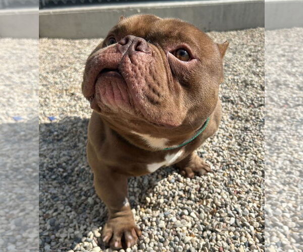 Medium Photo #2 Bulldog-Unknown Mix Puppy For Sale in Jefferson, WI, USA