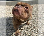 Small #1 Bulldog Mix