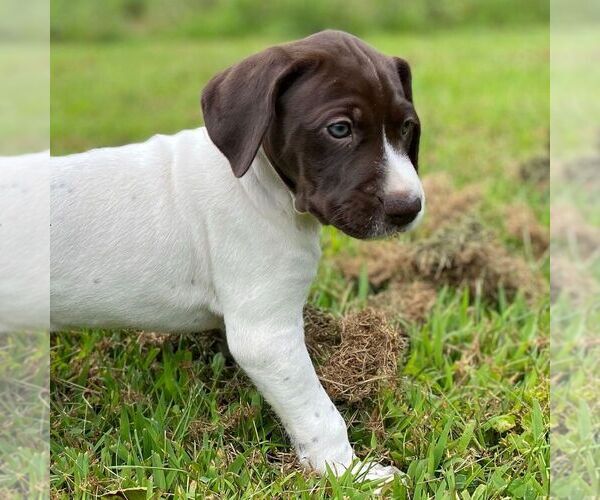 Medium Photo #2 German Shorthaired Pointer Puppy For Sale in HOT SPRINGS, VA, USA