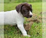 Small #1 German Shorthaired Pointer