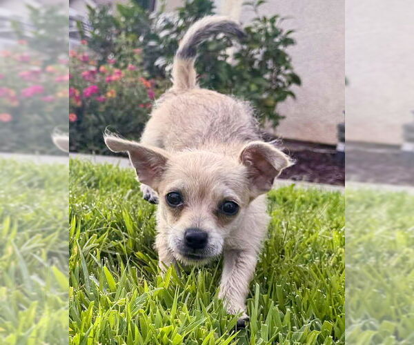 Medium Photo #4 Chihuahua-Unknown Mix Puppy For Sale in Corona, CA, USA