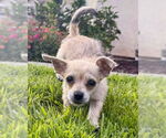 Small #3 Chihuahua Mix