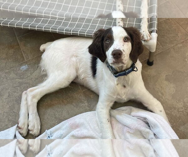 Medium Photo #8 Brittany Puppy For Sale in Curwensville, PA, USA