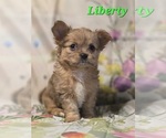 Small #5 Chorkie