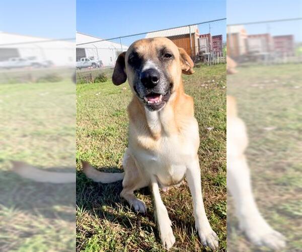 Medium Photo #3 Anatolian Shepherd Puppy For Sale in Rosenberg, TX, USA