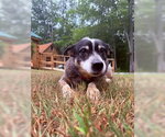 Small #5 Mutt
