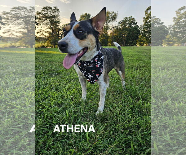 Medium Photo #7 Mutt Puppy For Sale in Garden City, NY, USA