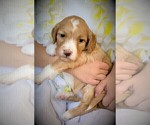 Small Photo #4 Goldendoodle Puppy For Sale in CHEYENNE, WY, USA