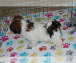 Small Photo #6 Lhasa Apso Puppy For Sale in ORO VALLEY, AZ, USA