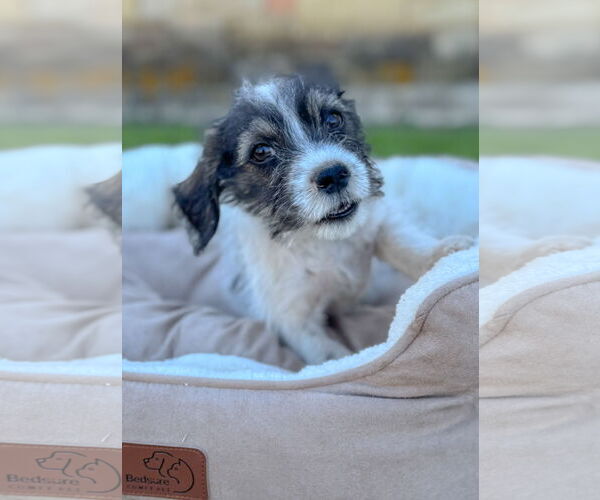 Medium Photo #5 Mutt Puppy For Sale in PIPE CREEK, TX, USA