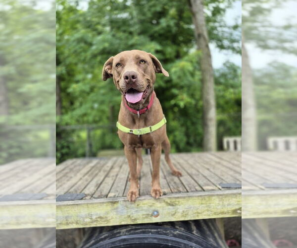 Medium Photo #12 Mutt Puppy For Sale in Elmsford, NY, USA