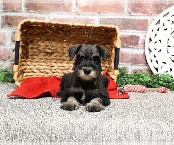 Medium Photo #13 Schnauzer (Miniature) Puppy For Sale in SYRACUSE, IN, USA
