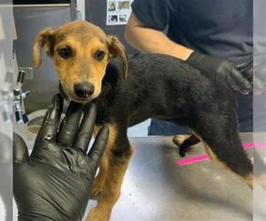 Doberman Pinscher-Unknown Mix Dogs for adoption in Visalia, CA, USA