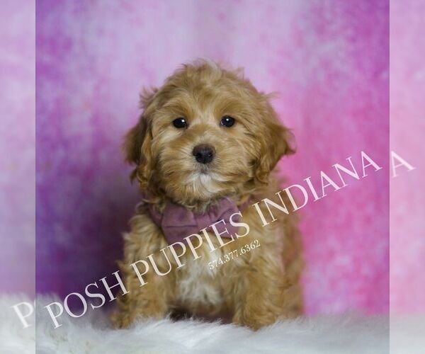 Medium Photo #6 Maltipoo Puppy For Sale in WARSAW, IN, USA