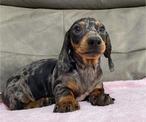 Dachshund Puppy for sale in WEST HILLS, CA, USA