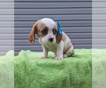 Small Photo #9 Basset Hound-Cavalier King Charles Spaniel Mix Puppy For Sale in DUNNVILLE, KY, USA