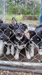 Alaskan Husky-Unknown Mix Dogs for adoption in AVA, MO, USA