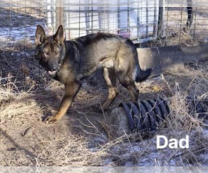 Father of the German Shepherd Dog puppies born on 11/28/2022