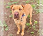 Small Chinese Shar-Pei Mix