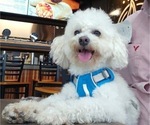 Small Photo #1 Poodle (Miniature) Puppy For Sale in GARLAND, TX, USA